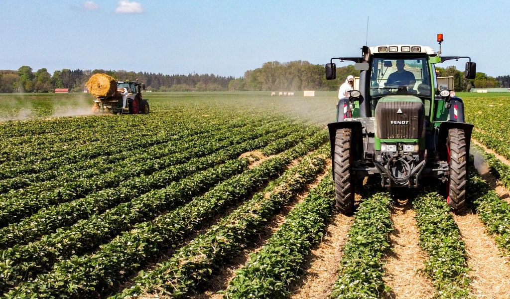 Landwirte vernichten Erdbeeren und Spargel